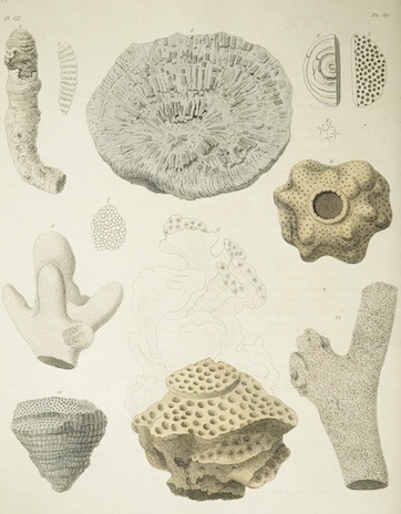 Parkinson, James - Organic Remains of a Former World. An Examination of the Mineralised Remains of the Vegetables and Animals of the Antediluvian World; Generally Termed Extraneous Fossils, 1st edition, vol. 2 (of 3), 4t